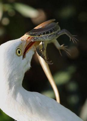 Прикрепленное изображение: prikolnullnaa_fotopodborka_9.jpg